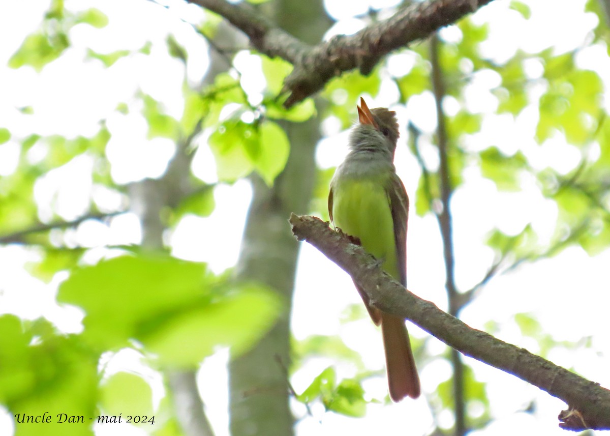 Great Crested Flycatcher - Daniel Demers 🦉