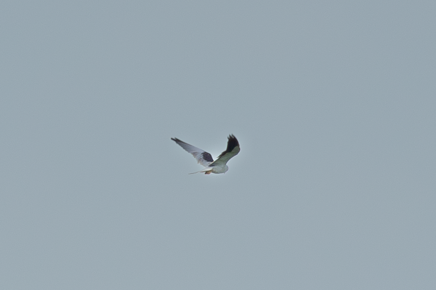 Black-winged Kite - Han Tay