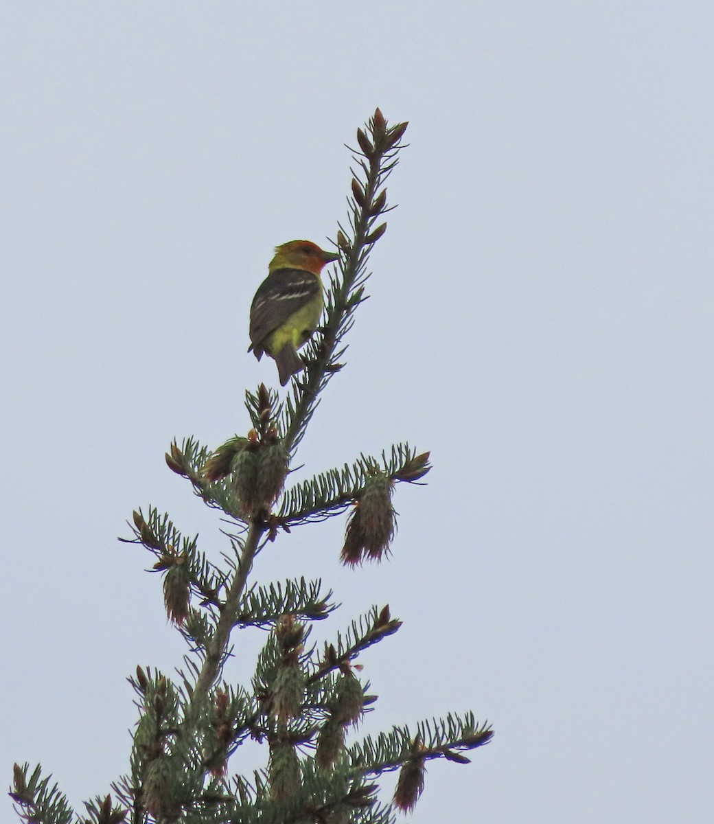 Western Tanager - ML619151360