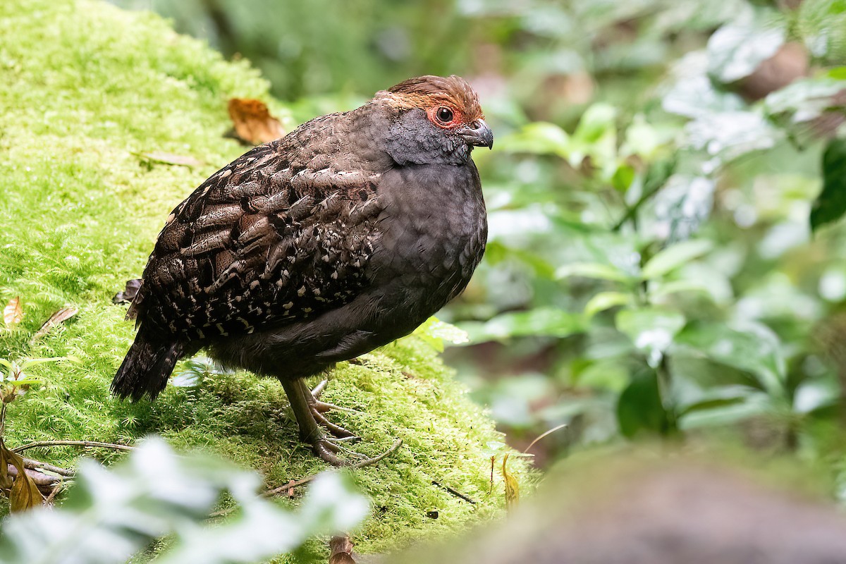 Spot-winged Wood-Quail - Raphael Kurz -  Aves do Sul