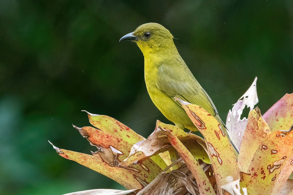 Olive-green Tanager - Raphael Kurz -  Aves do Sul