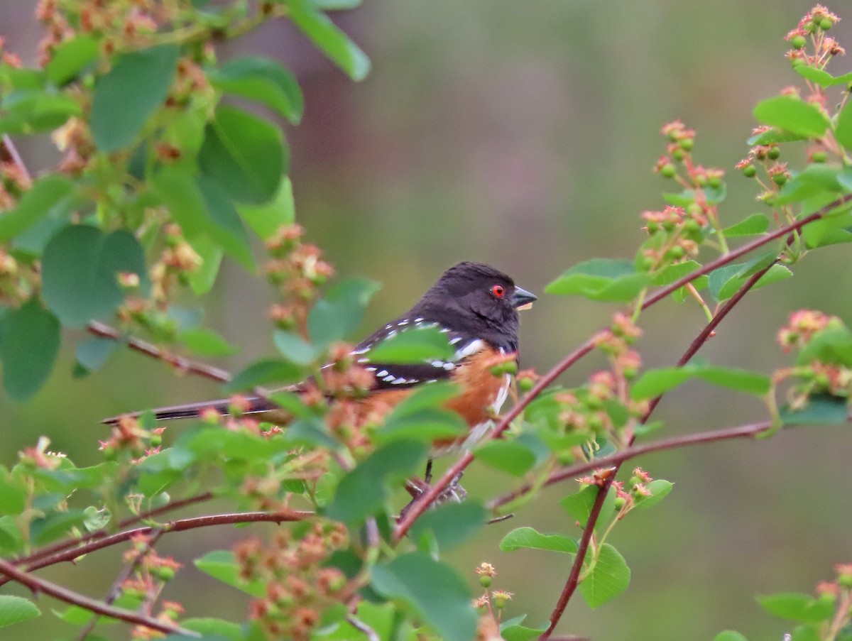 Spotted Towhee - ML619151379