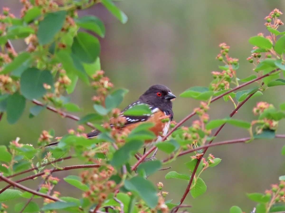 Spotted Towhee - ML619151380