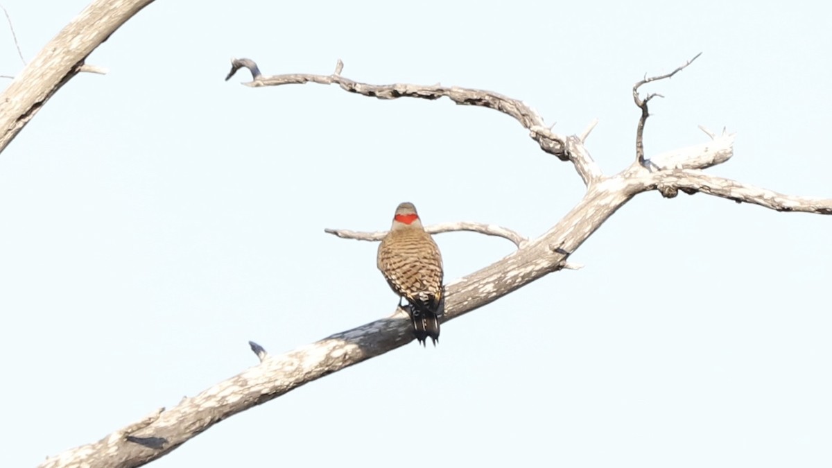 Northern Flicker - ML619151384