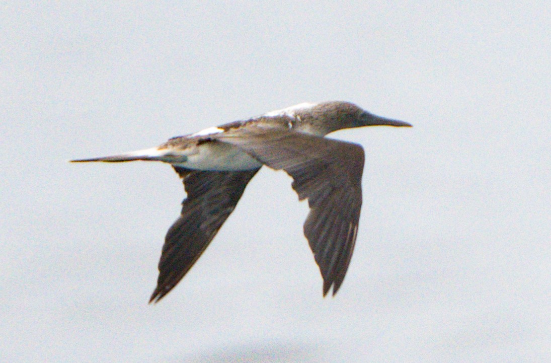 Blue-footed Booby - ML619151388