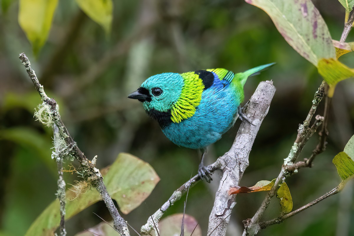 Green-headed Tanager - Raphael Kurz -  Aves do Sul