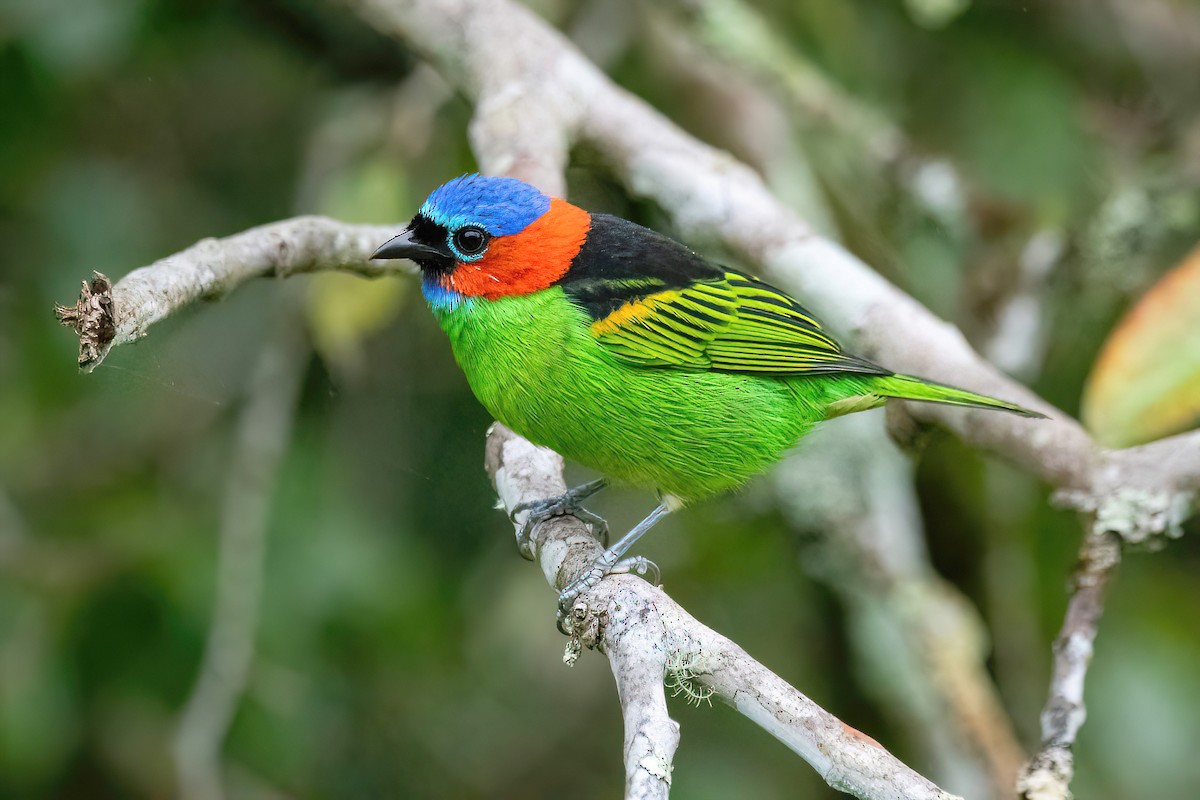 Red-necked Tanager - Raphael Kurz -  Aves do Sul