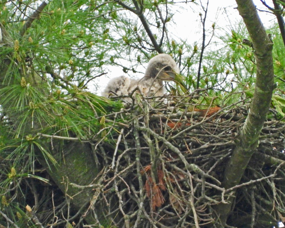 Red-tailed Hawk - ML619151406