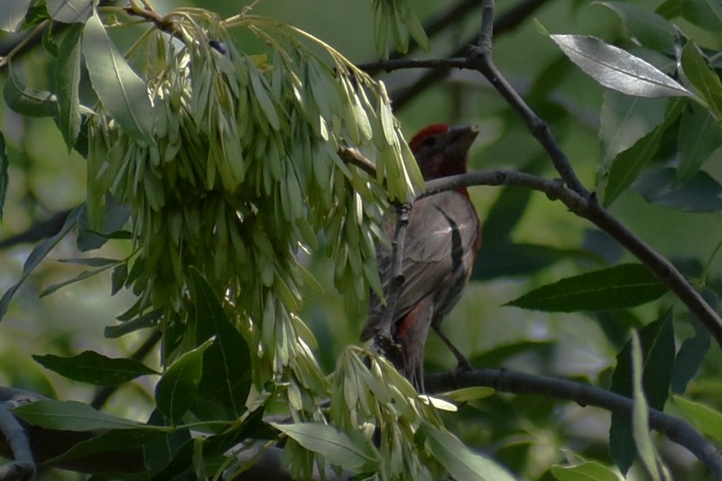 House Finch - Adrian Romo Garcia