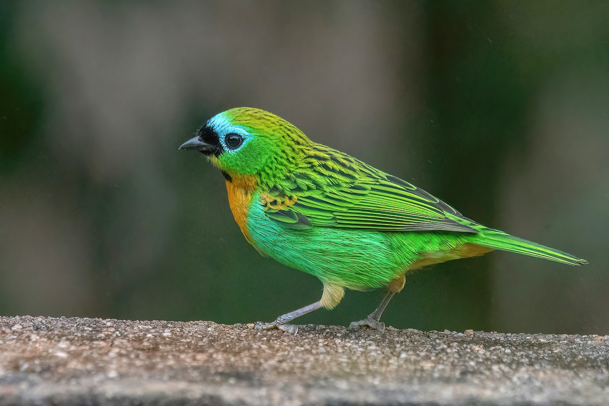 Brassy-breasted Tanager - Raphael Kurz -  Aves do Sul