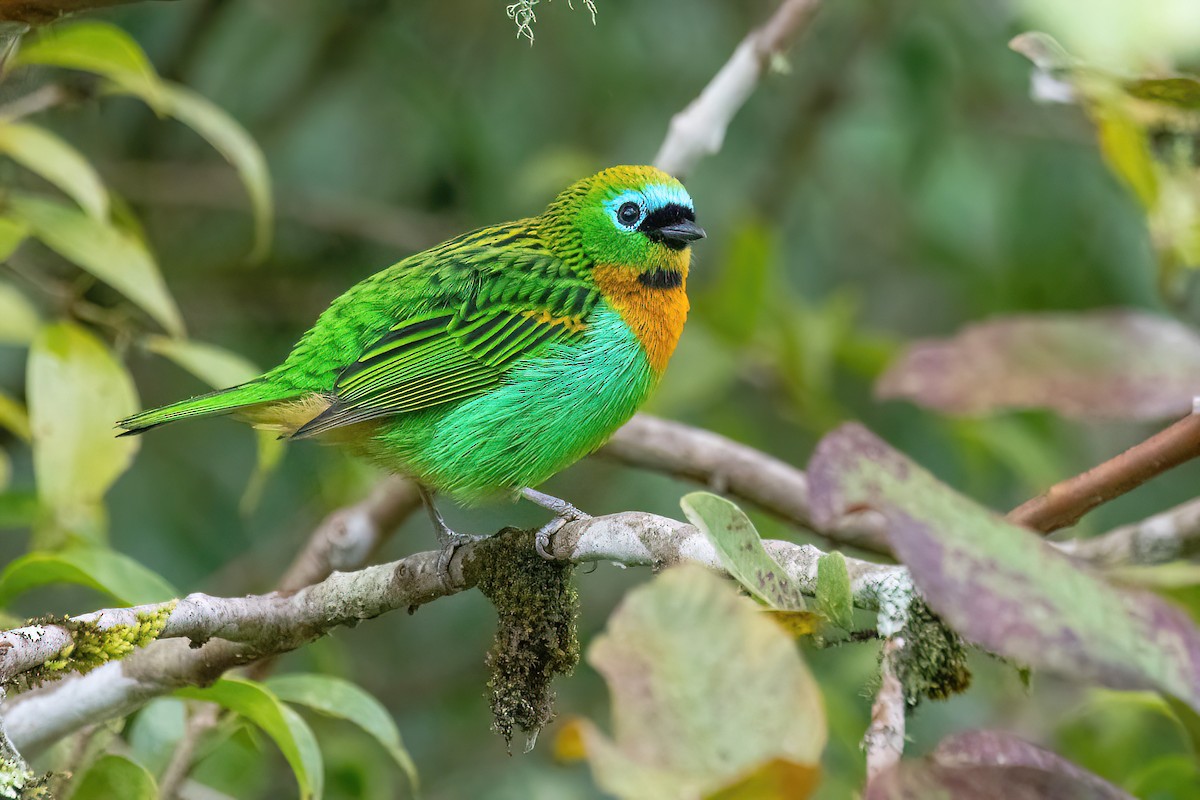 Brassy-breasted Tanager - Raphael Kurz -  Aves do Sul