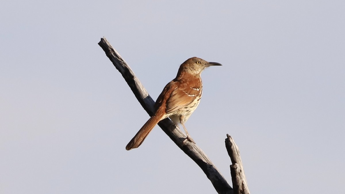 Brown Thrasher - Emily Gambone