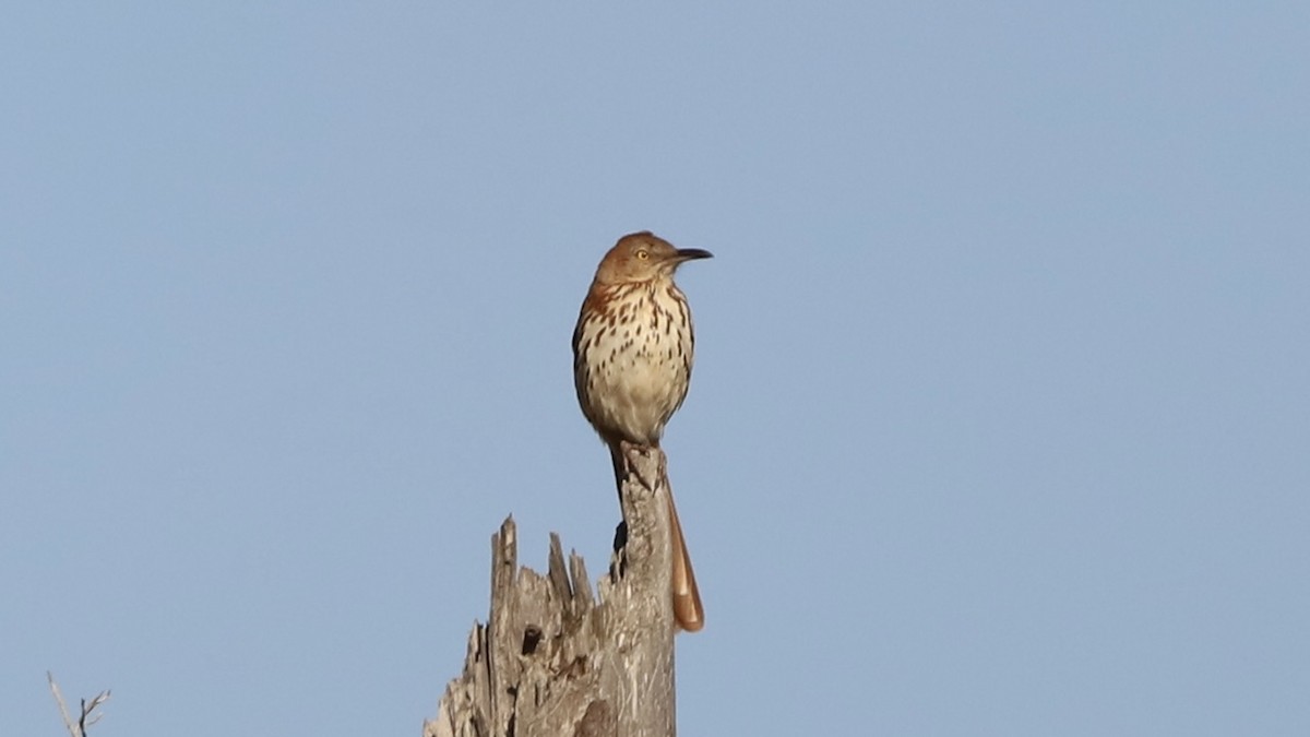 Brown Thrasher - Emily Gambone