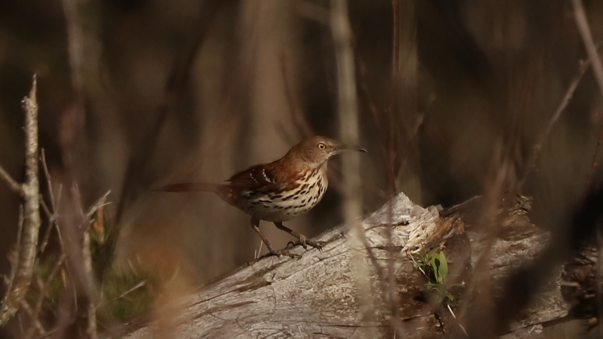 Brown Thrasher - Emily Gambone