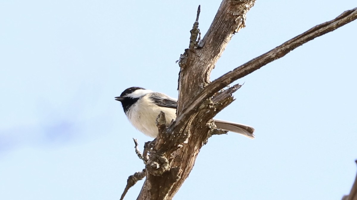 Black-capped Chickadee - Emily Gambone