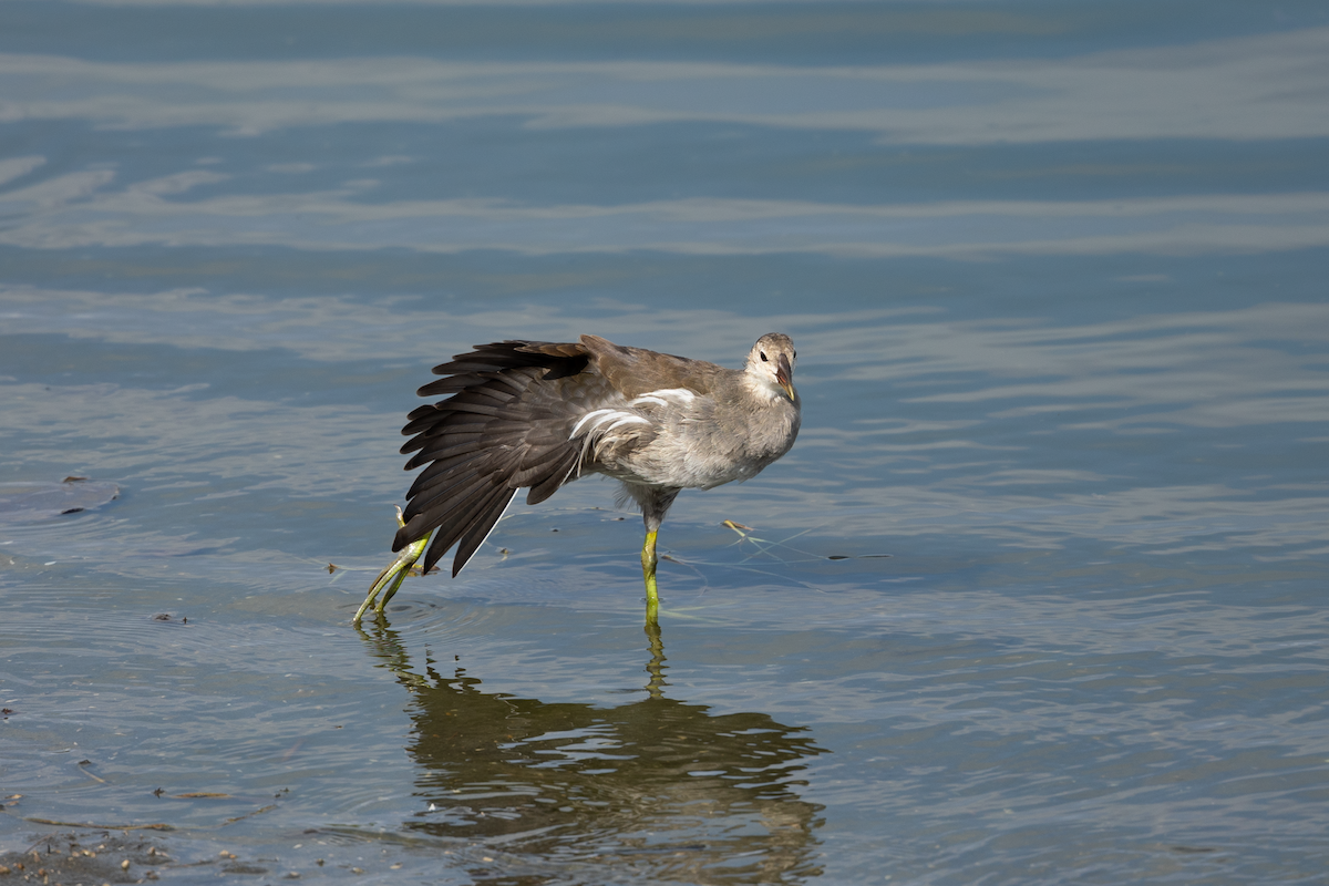 Eurasian Moorhen - Han Tay