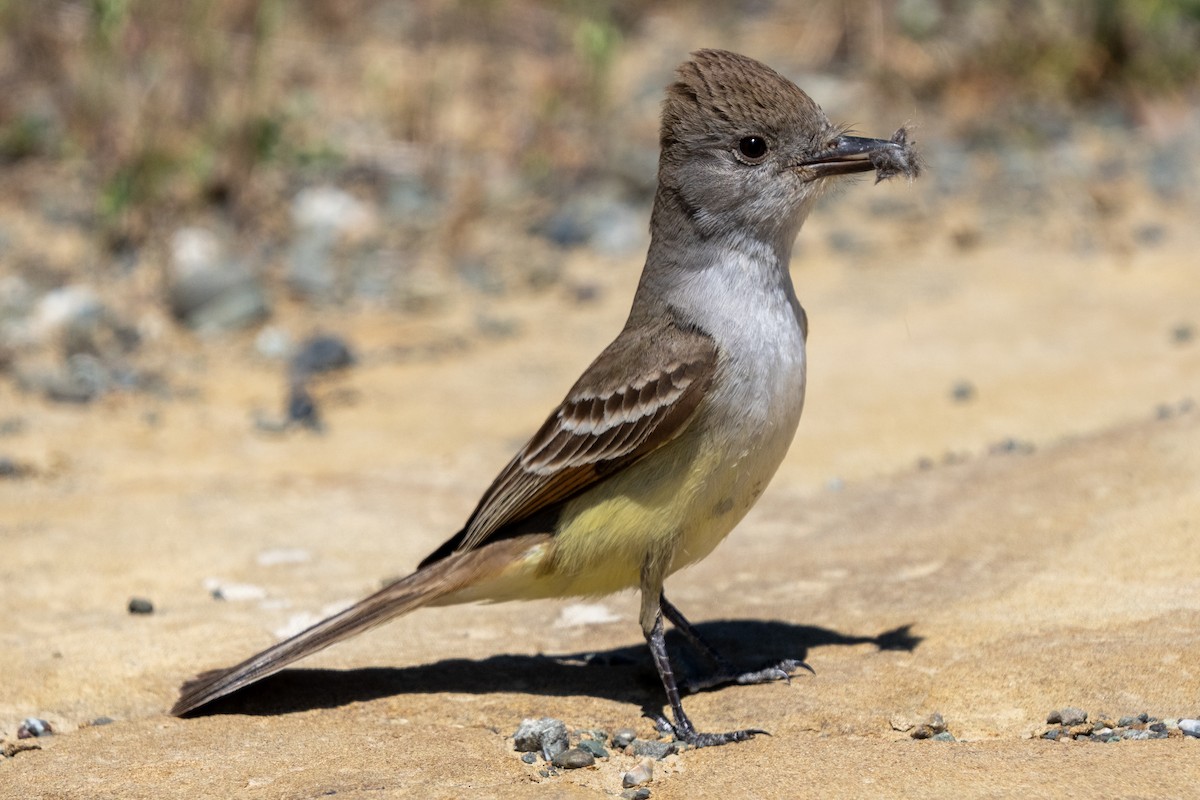 Ash-throated Flycatcher - Michael Sullivan