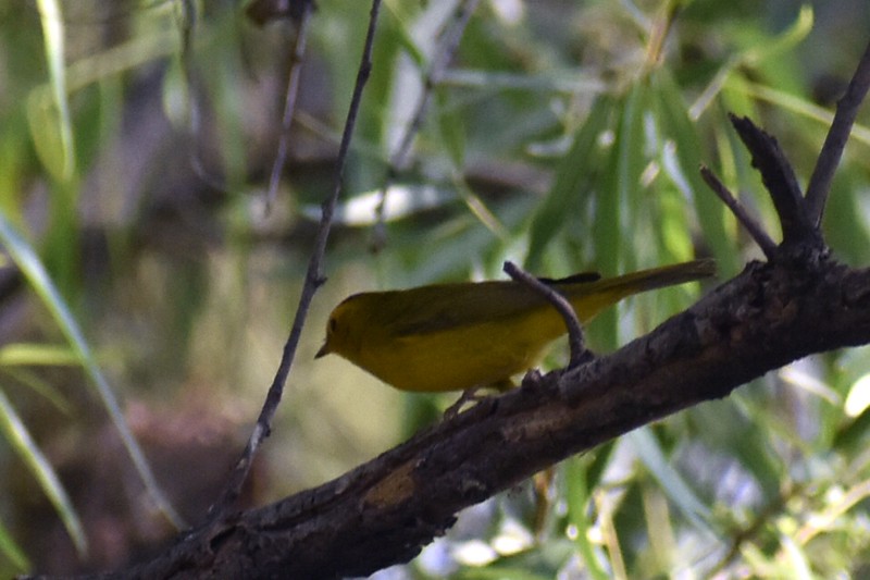 Wilson's Warbler - Adrian Romo Garcia