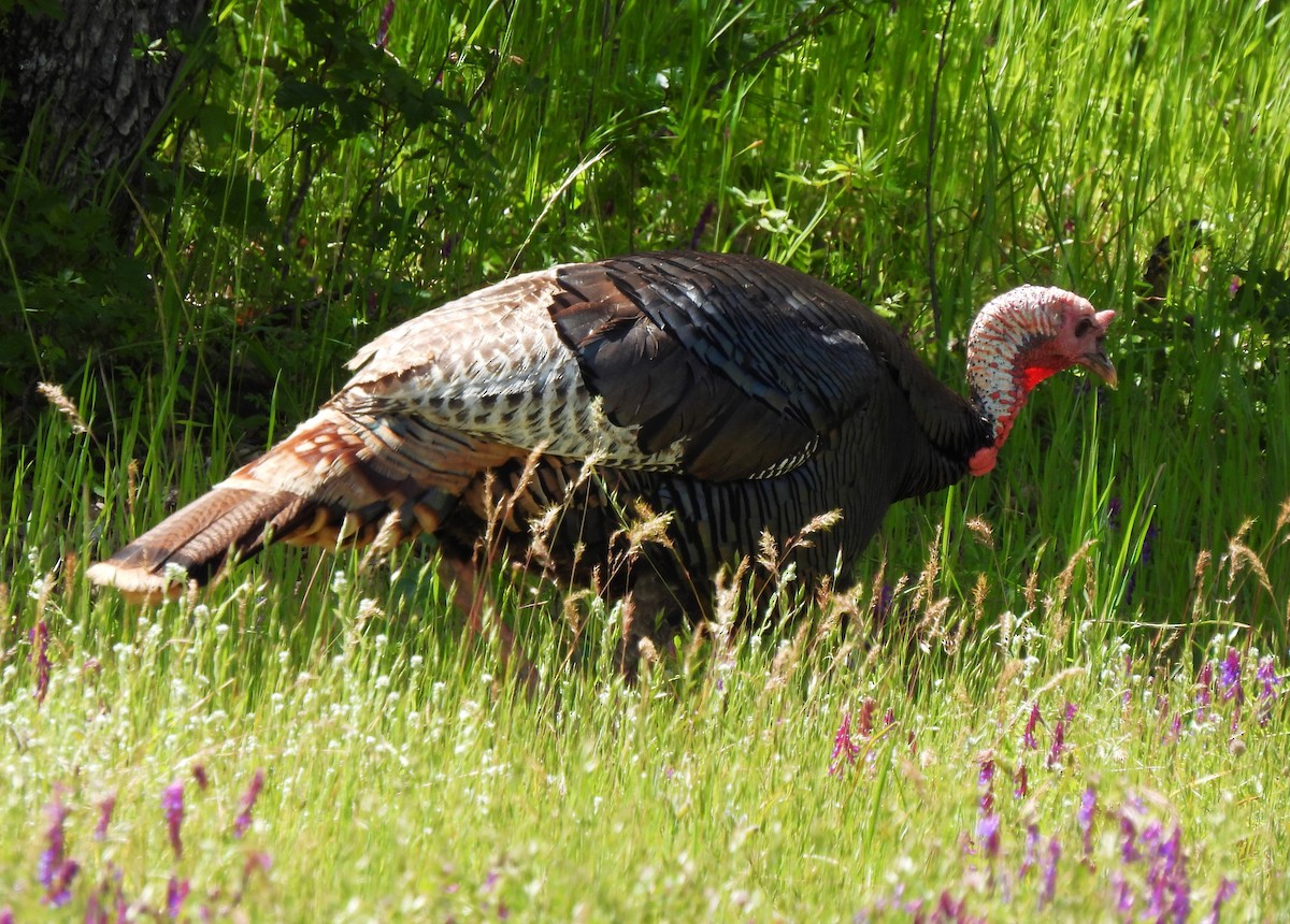 Wild Turkey - ML619151513