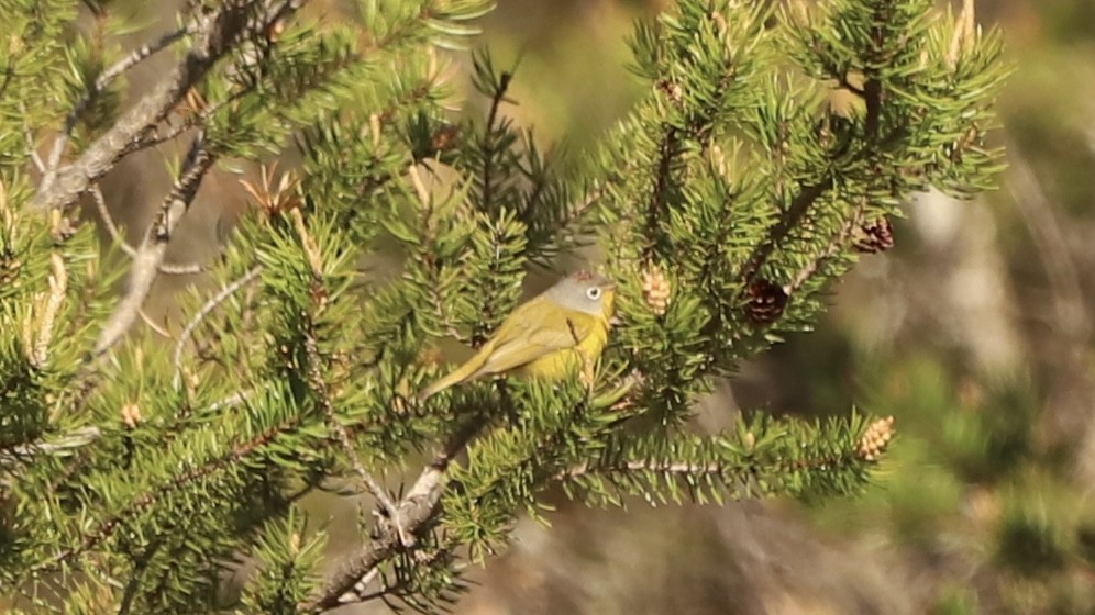 Nashville Warbler - Emily Gambone