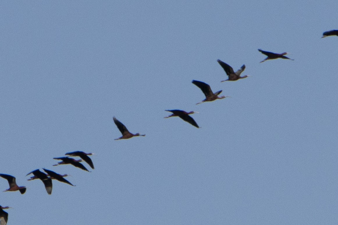 ibis hnědý - ML619151520