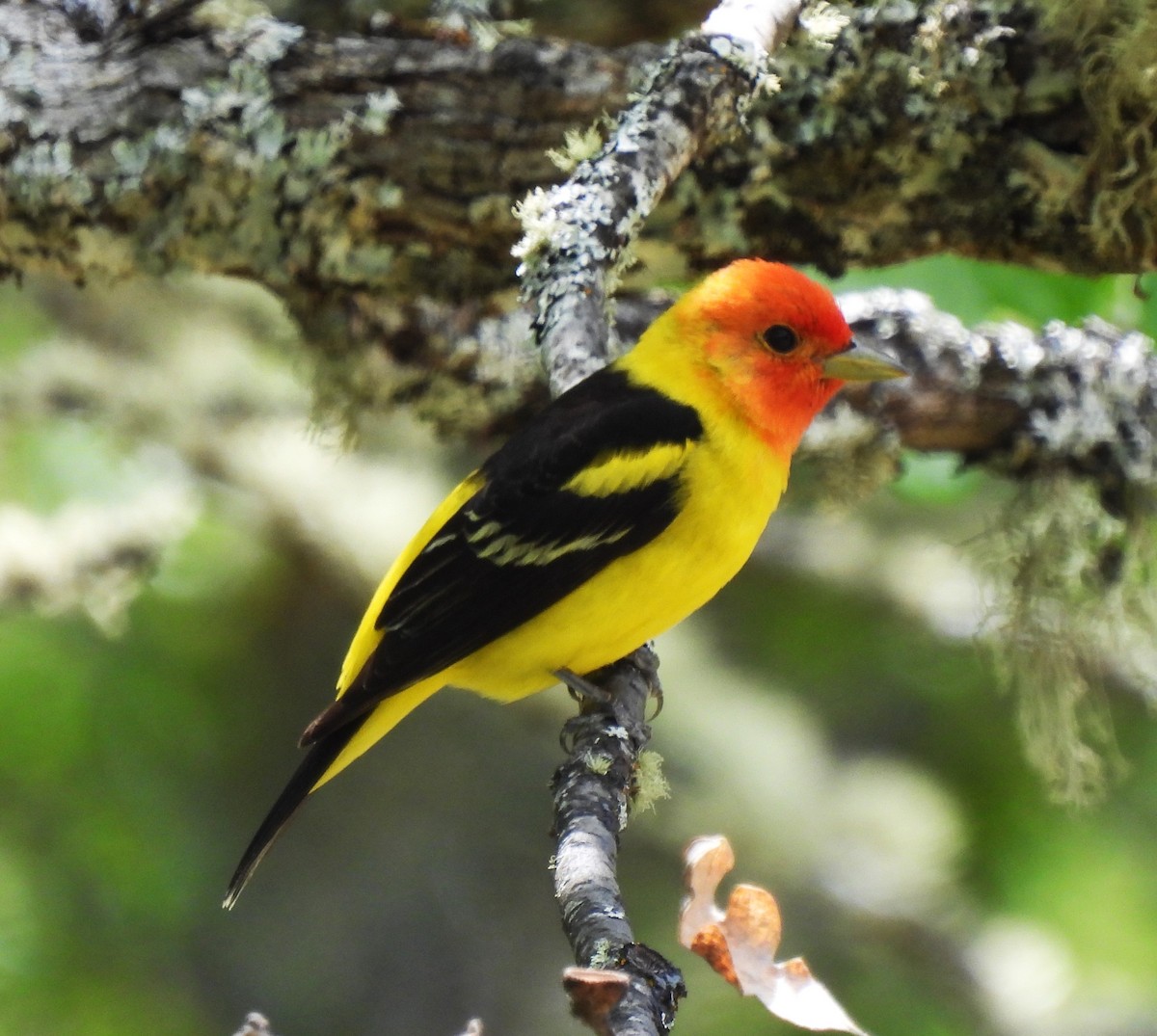 Western Tanager - Rick Bennett