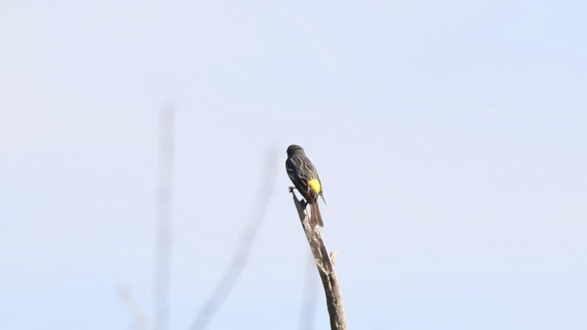 Yellow-rumped Warbler - Emily Gambone