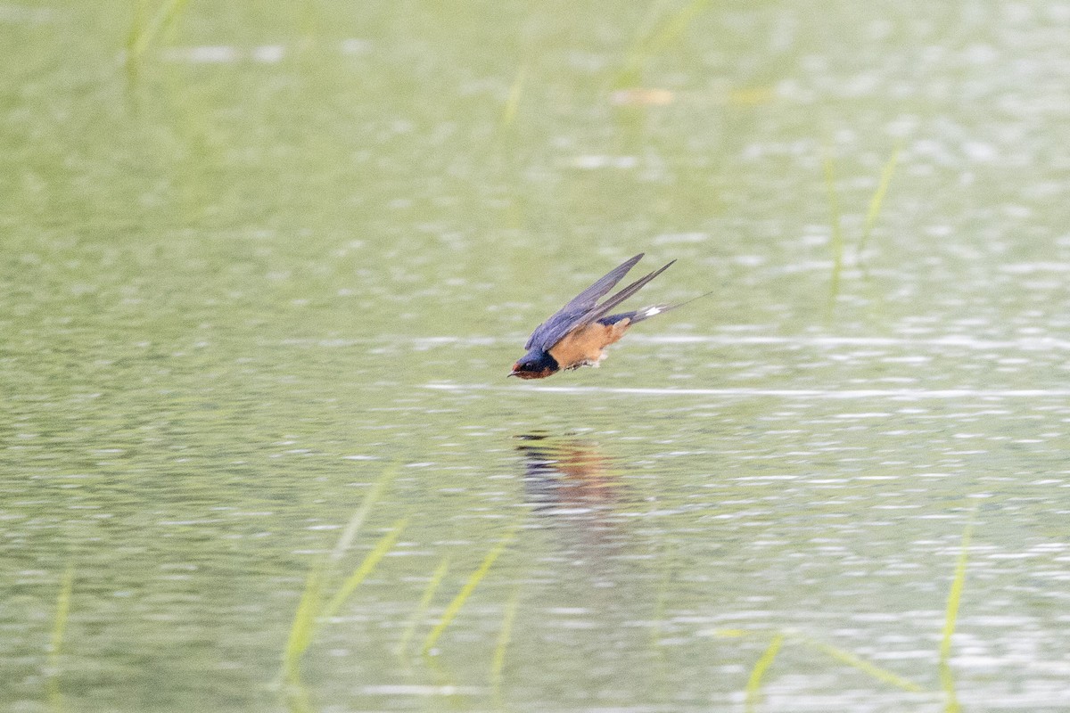 Barn Swallow - Tristan Yoo