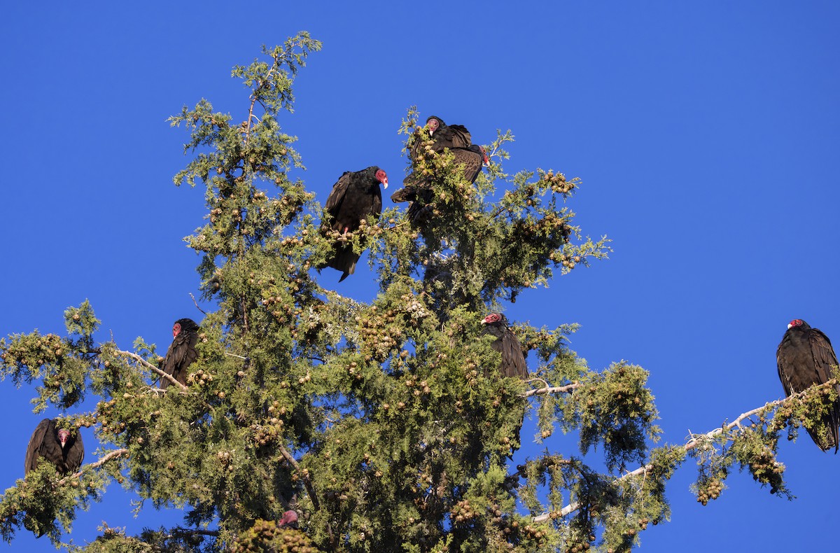 Turkey Vulture - ML619151566