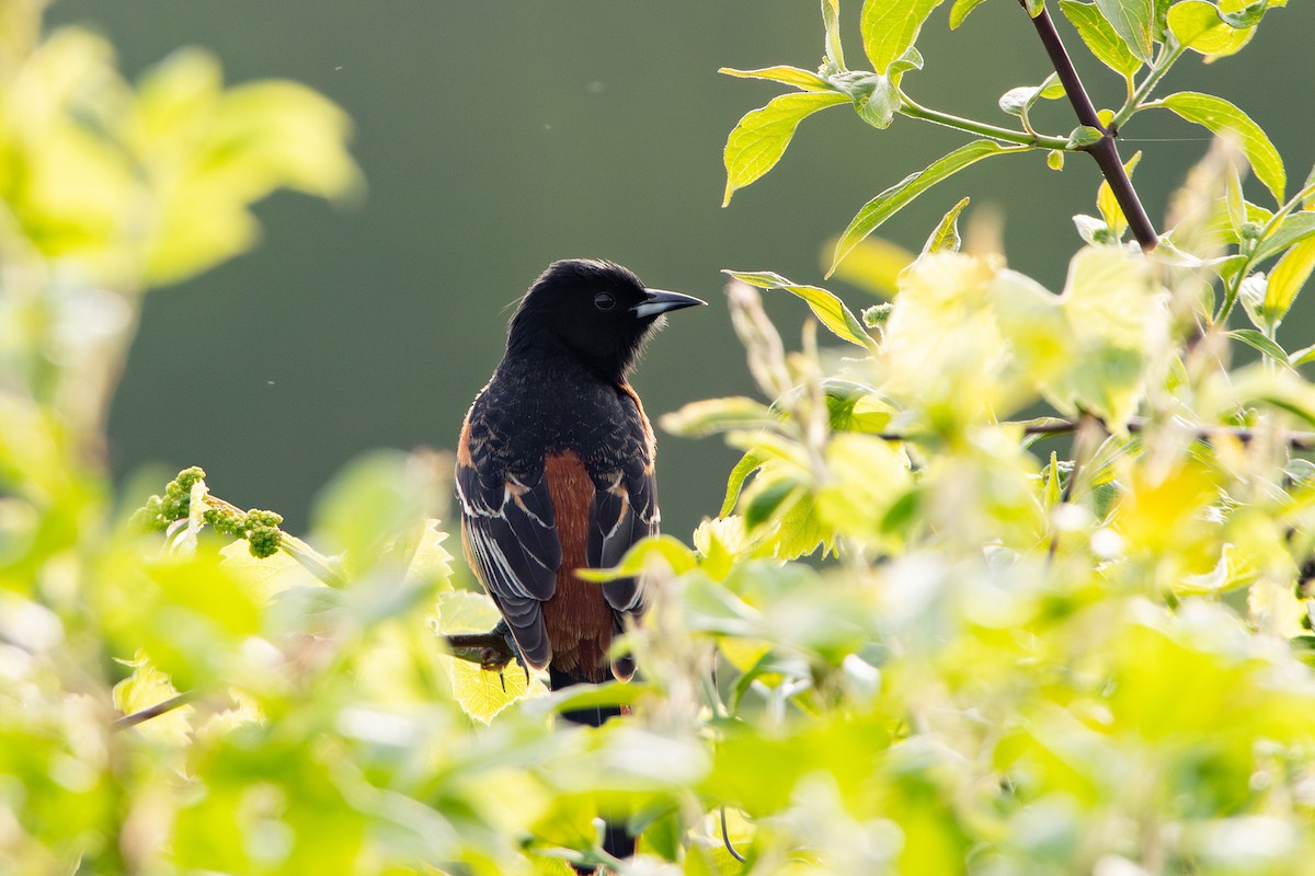 Orchard Oriole - Tristan Yoo