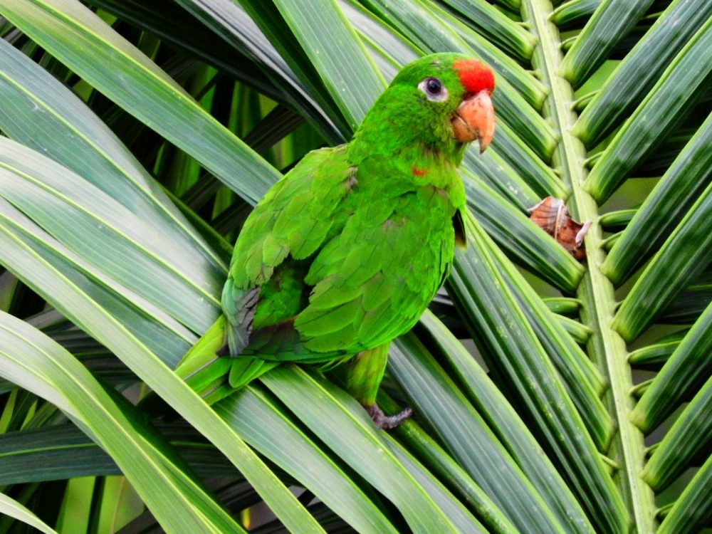Scarlet-fronted Parakeet - Fernando Nunes
