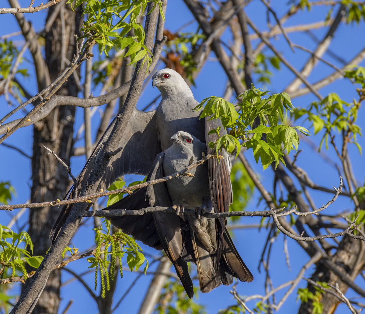 Mississippi Kite - Roger Uzun