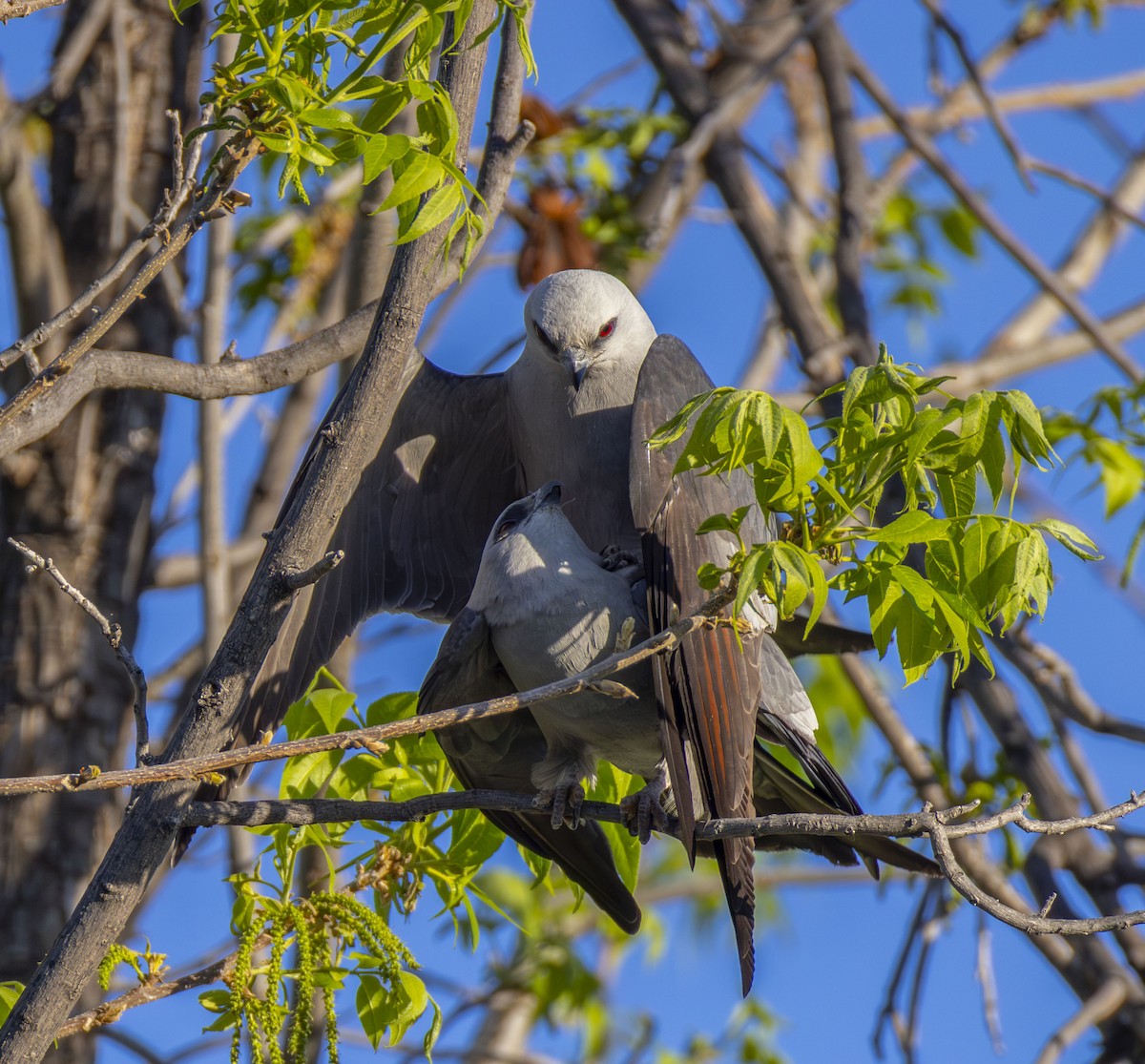 Mississippi Kite - Roger Uzun