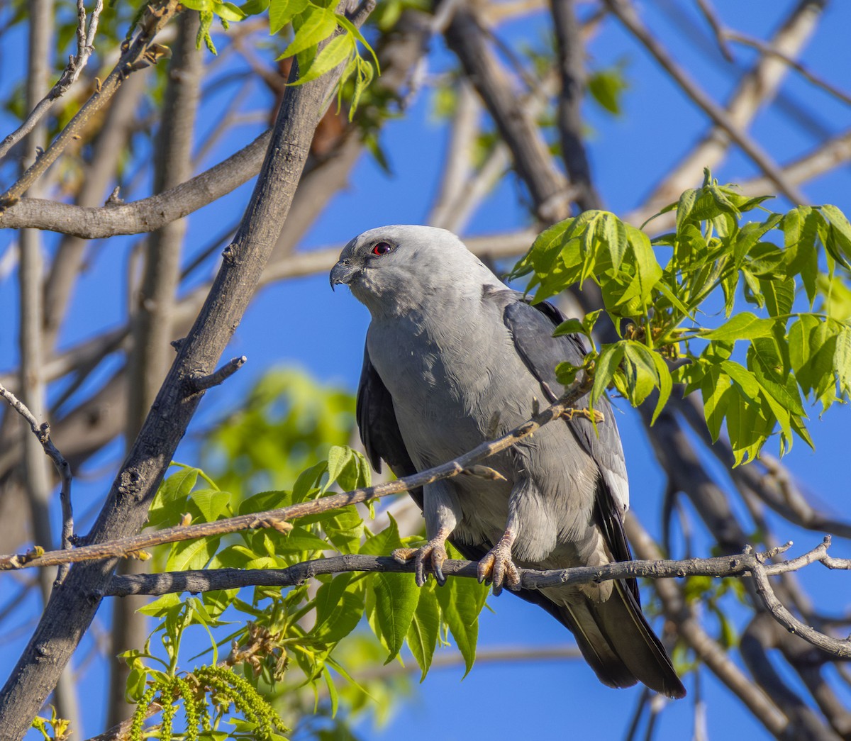 Mississippi Kite - Roger Uzun