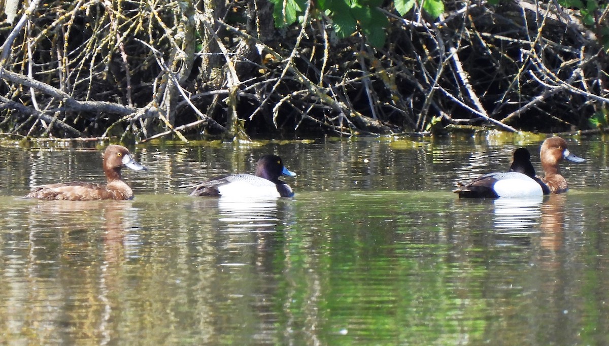 Lesser Scaup - Rick Bennett