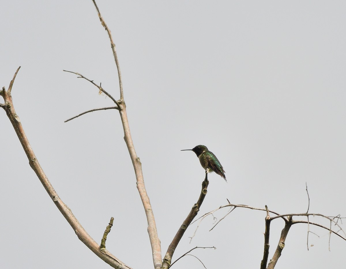 Ruby-throated Hummingbird - Jaime Thomas