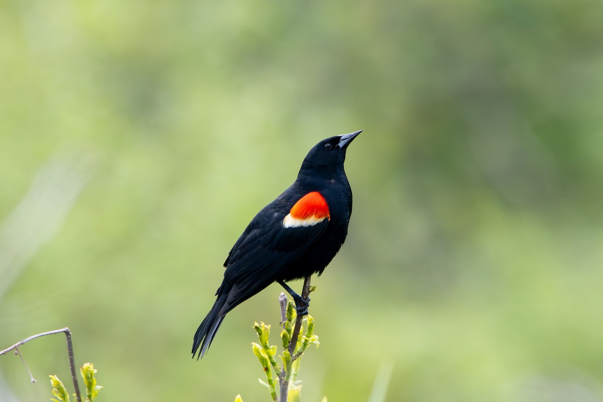 Red-winged Blackbird - Tristan Yoo