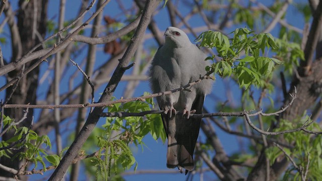 Mississippi Kite - ML619151596