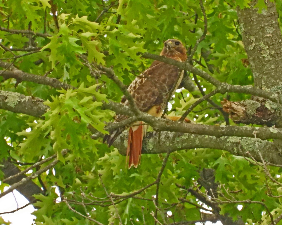 Red-tailed Hawk - ML619151608
