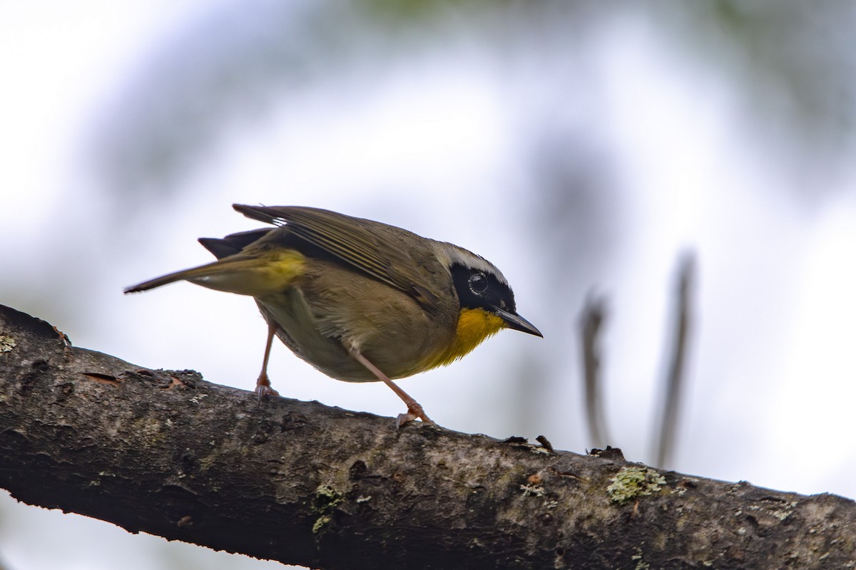 Common Yellowthroat - Tristan Yoo