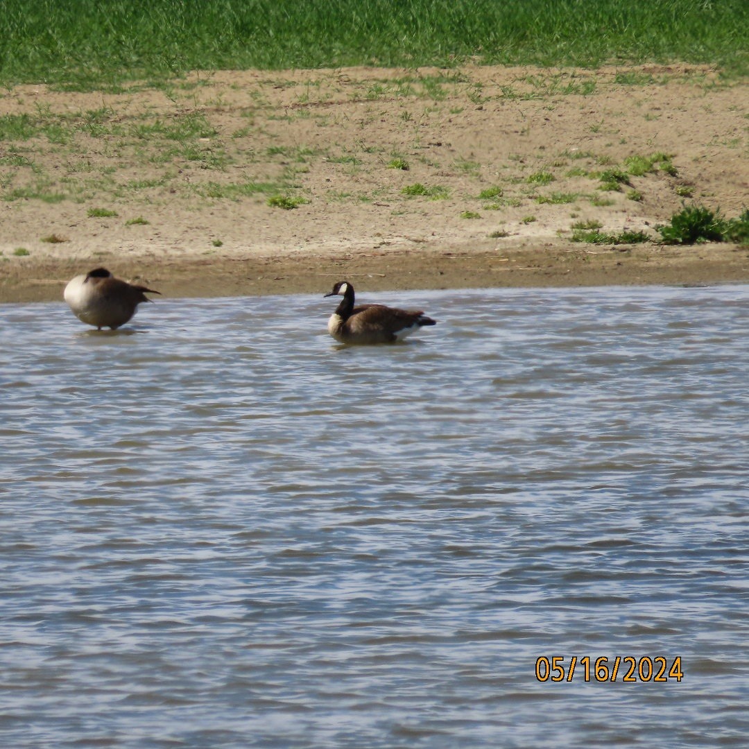 Canada Goose - ML619151620