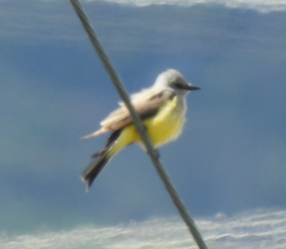 Western Kingbird - Rick Bennett