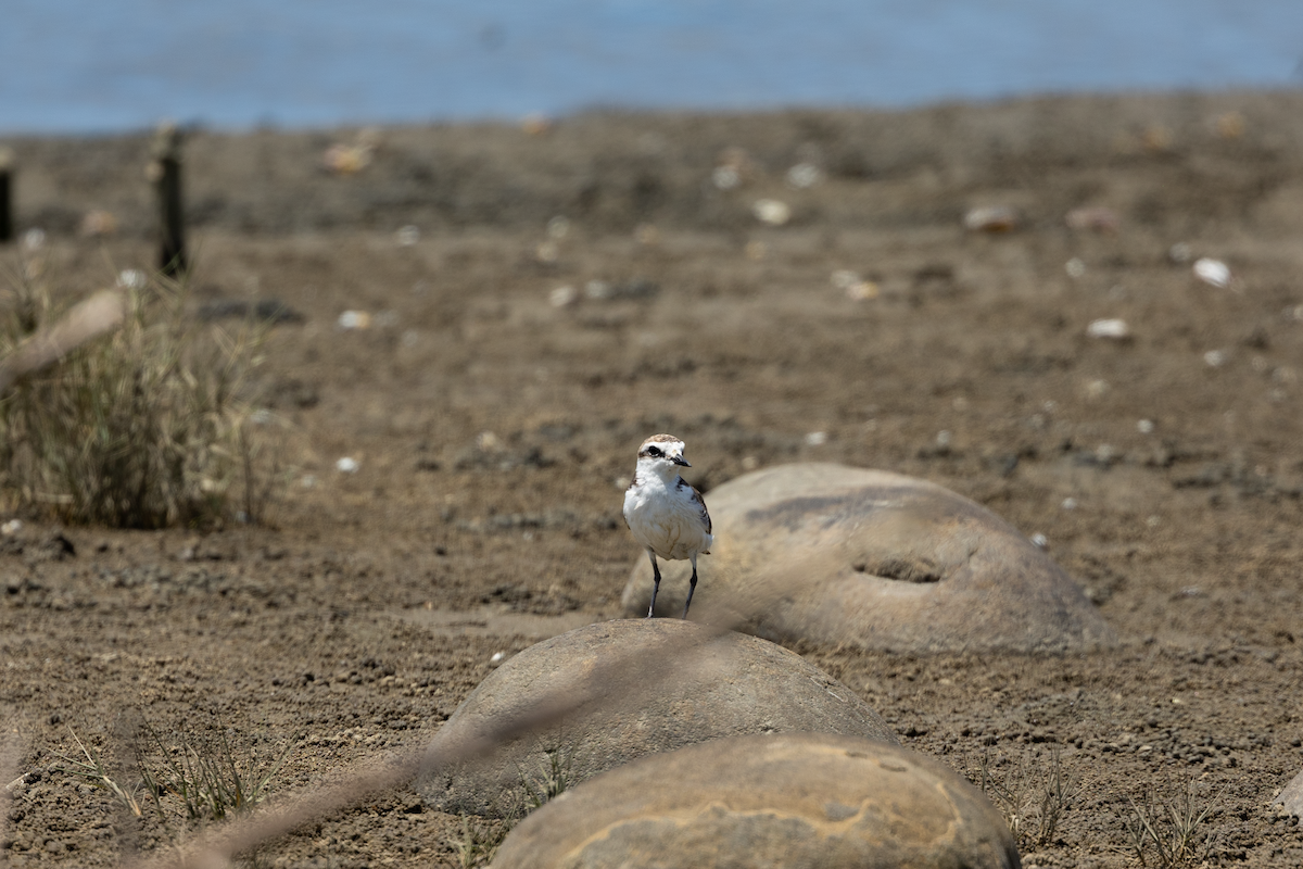 Kentish Plover - ML619151629