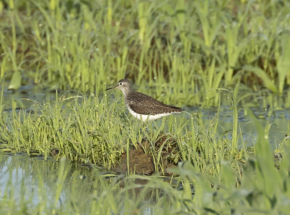 Solitary Sandpiper - terry moore