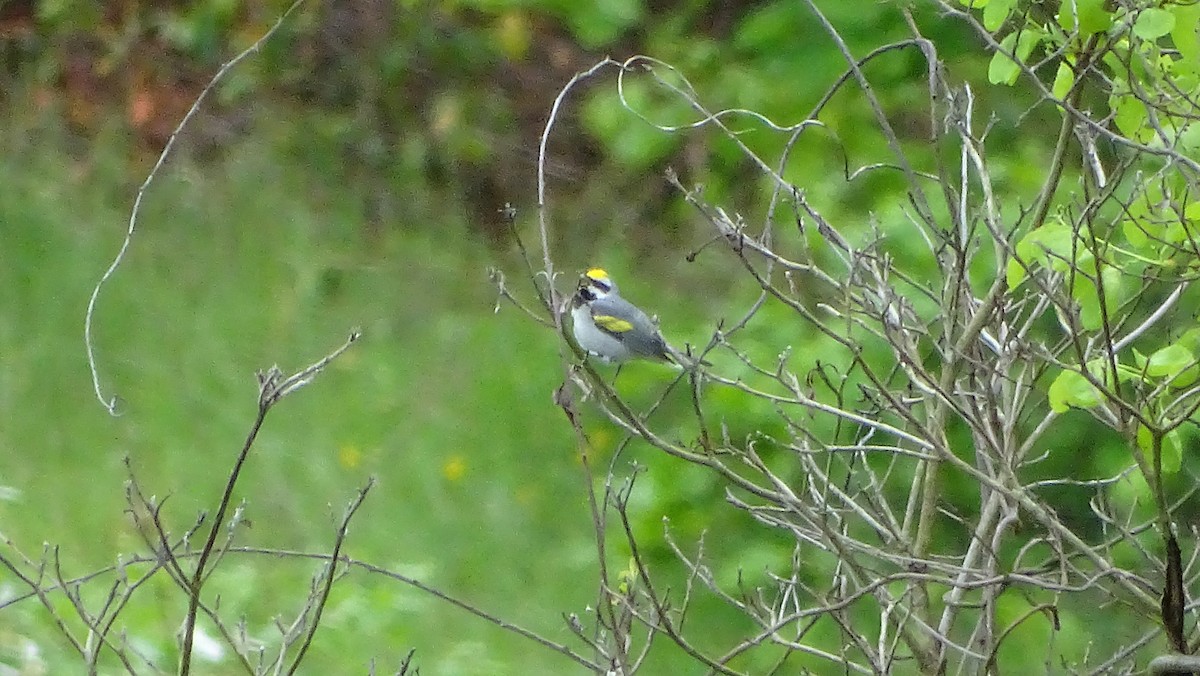 Golden-winged Warbler - Amy Simmons