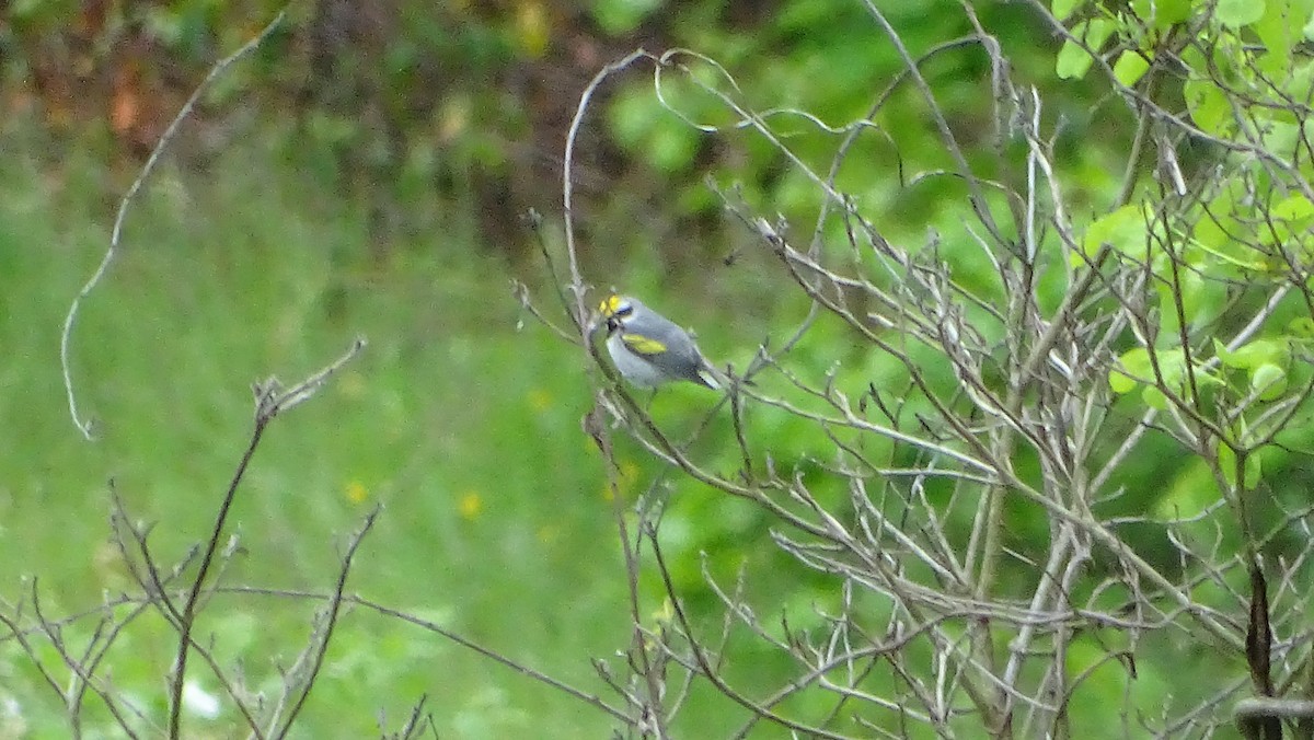 Golden-winged Warbler - Amy Simmons