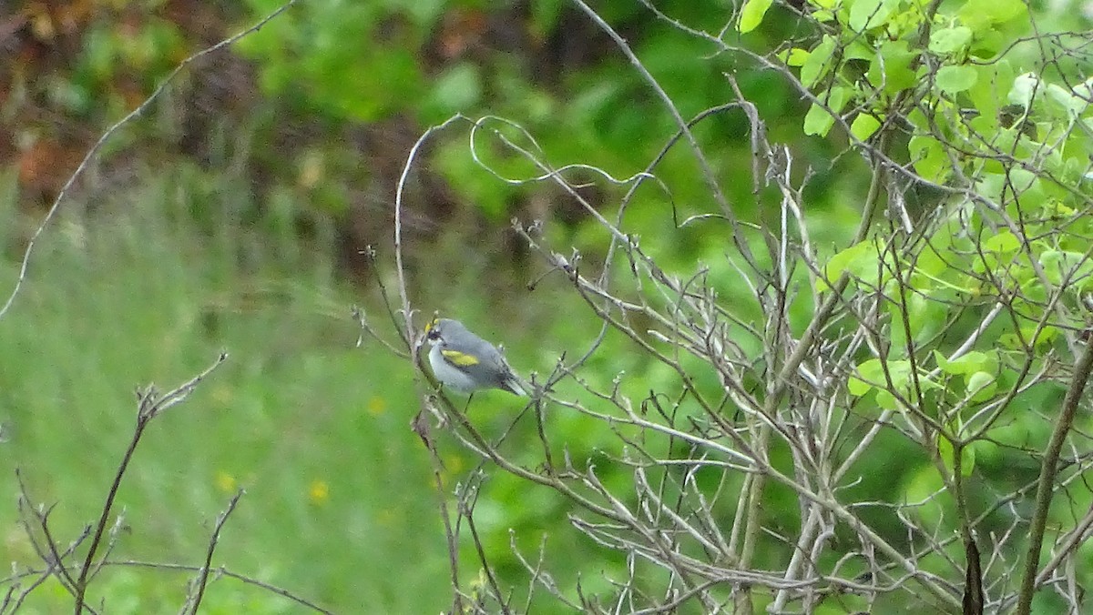 Golden-winged Warbler - Amy Simmons