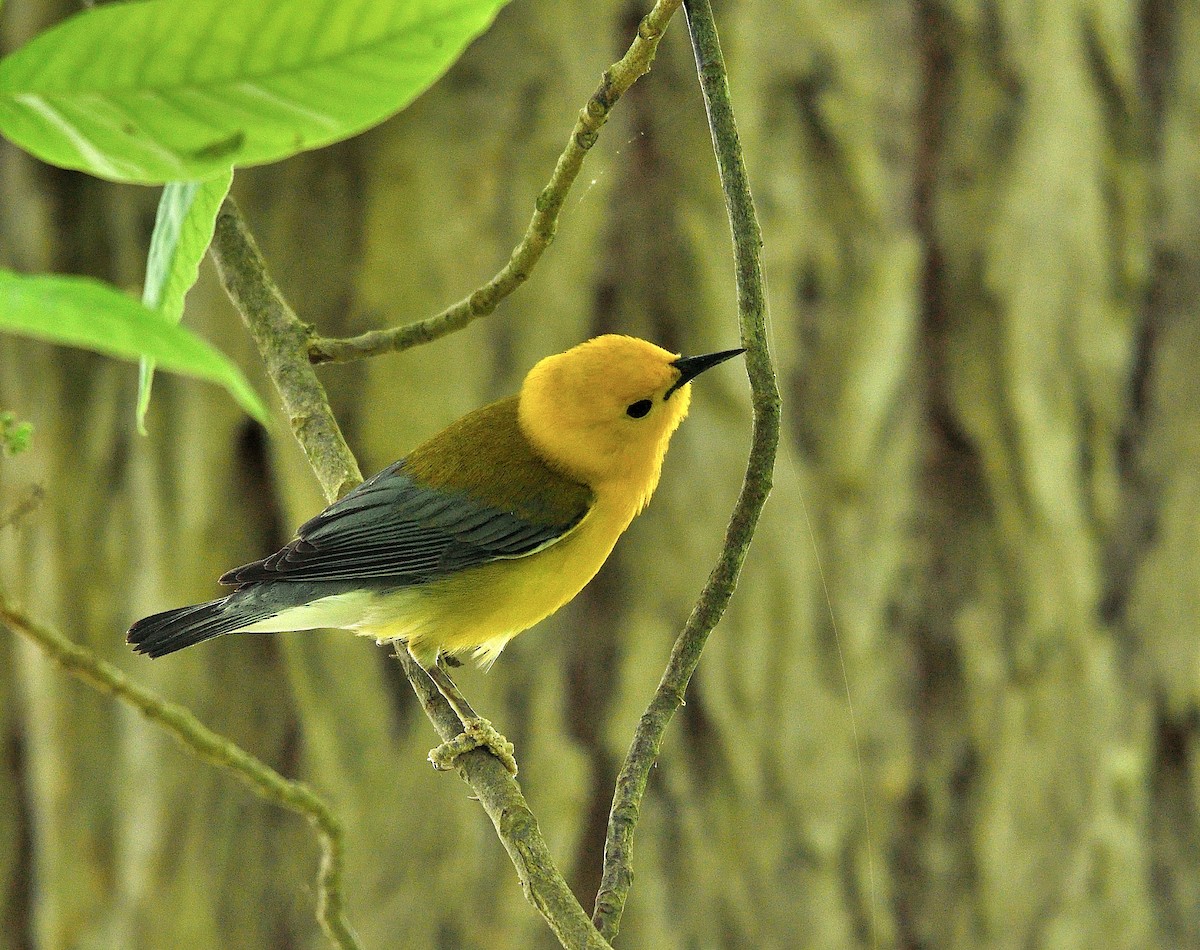 Prothonotary Warbler - Jaime Thomas