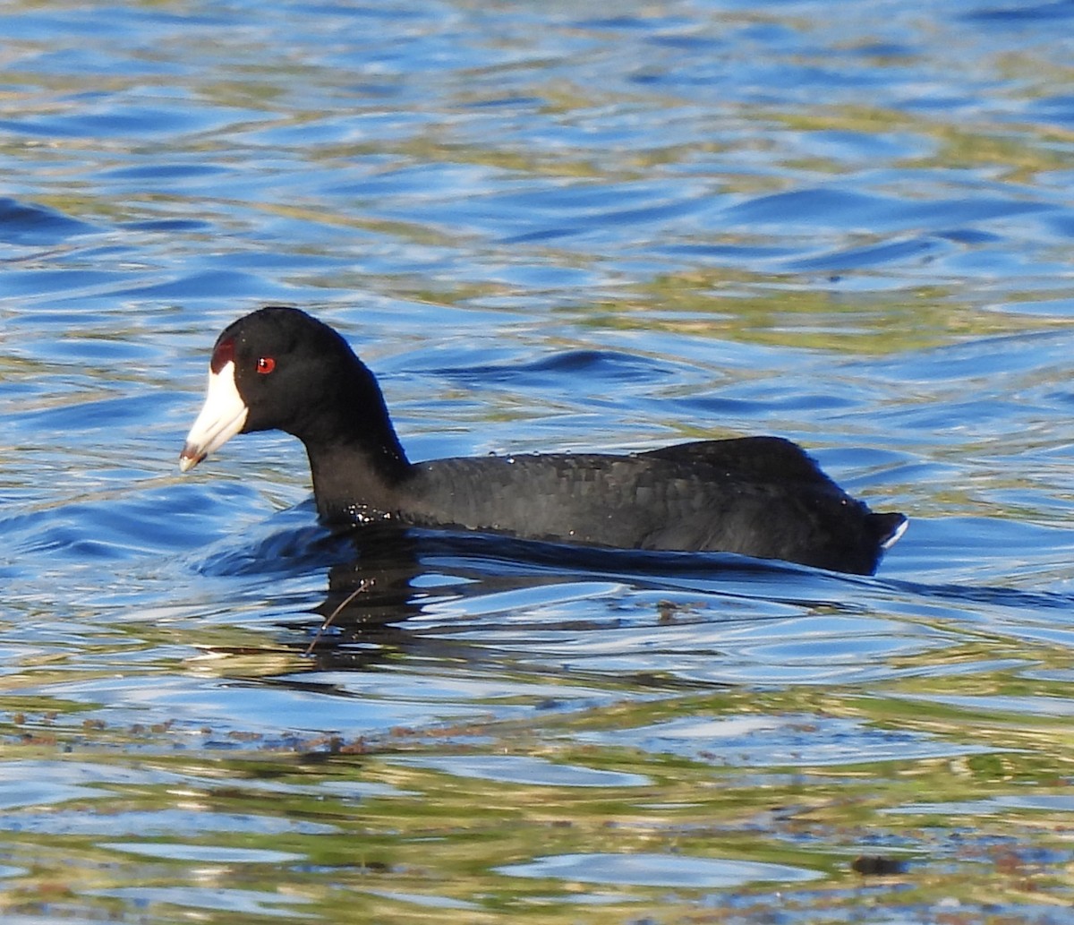 American Coot - Rick Bennett