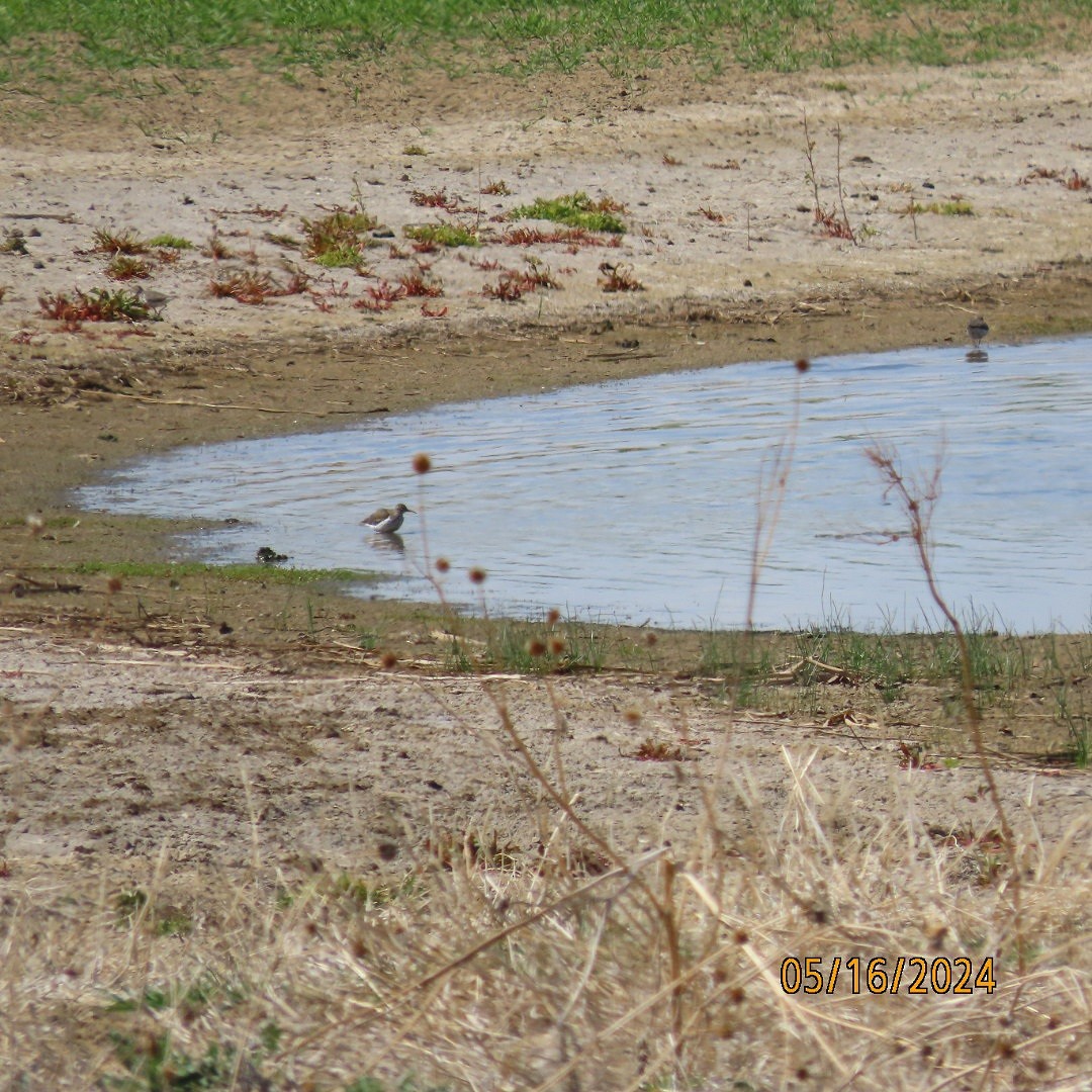 Spotted Sandpiper - Anonymous